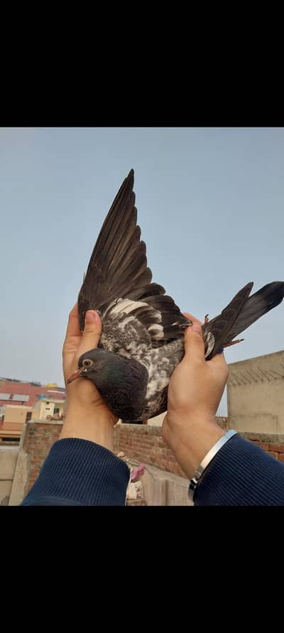 royal teddi pigeons
