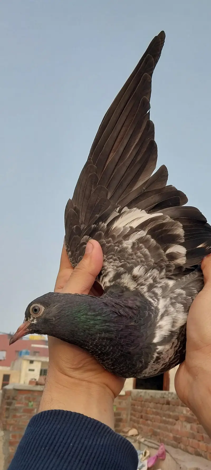 royal teddi pigeons — photo 2