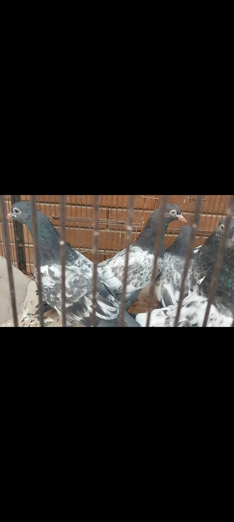 royal teddi pigeons — photo 3
