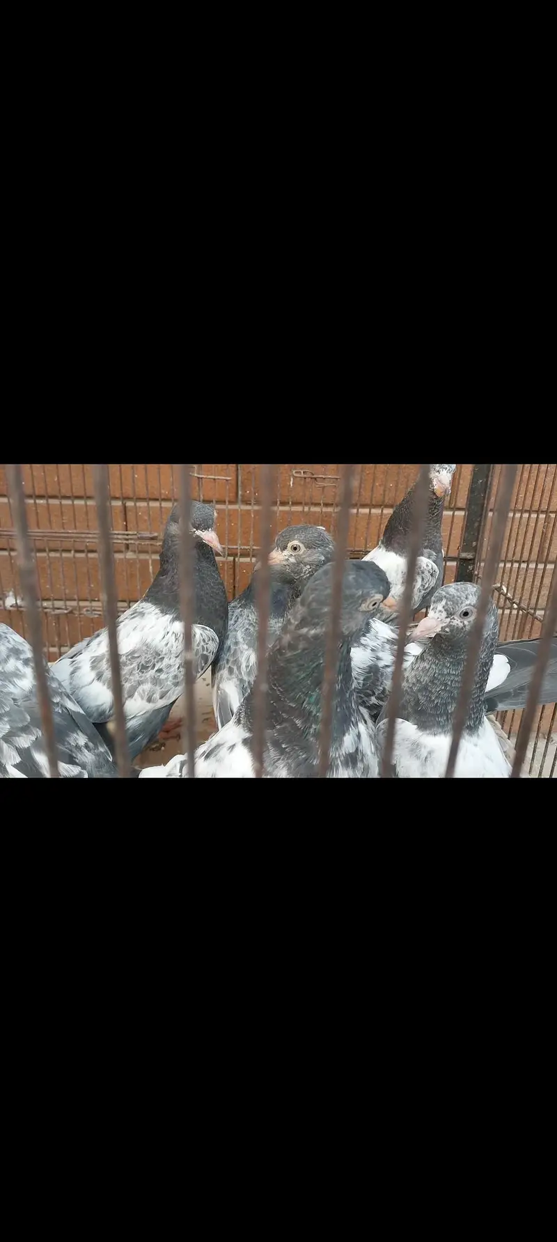 royal teddi pigeons — photo 4