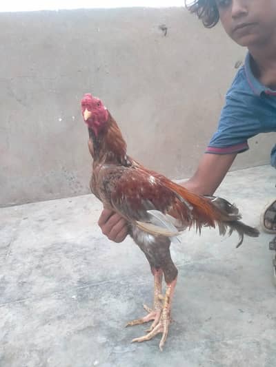 Best Puliya murgha