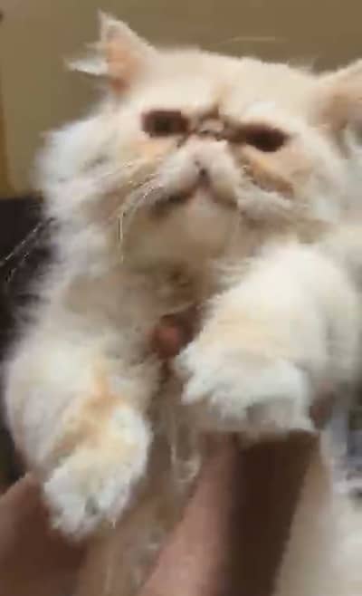Piki face mail