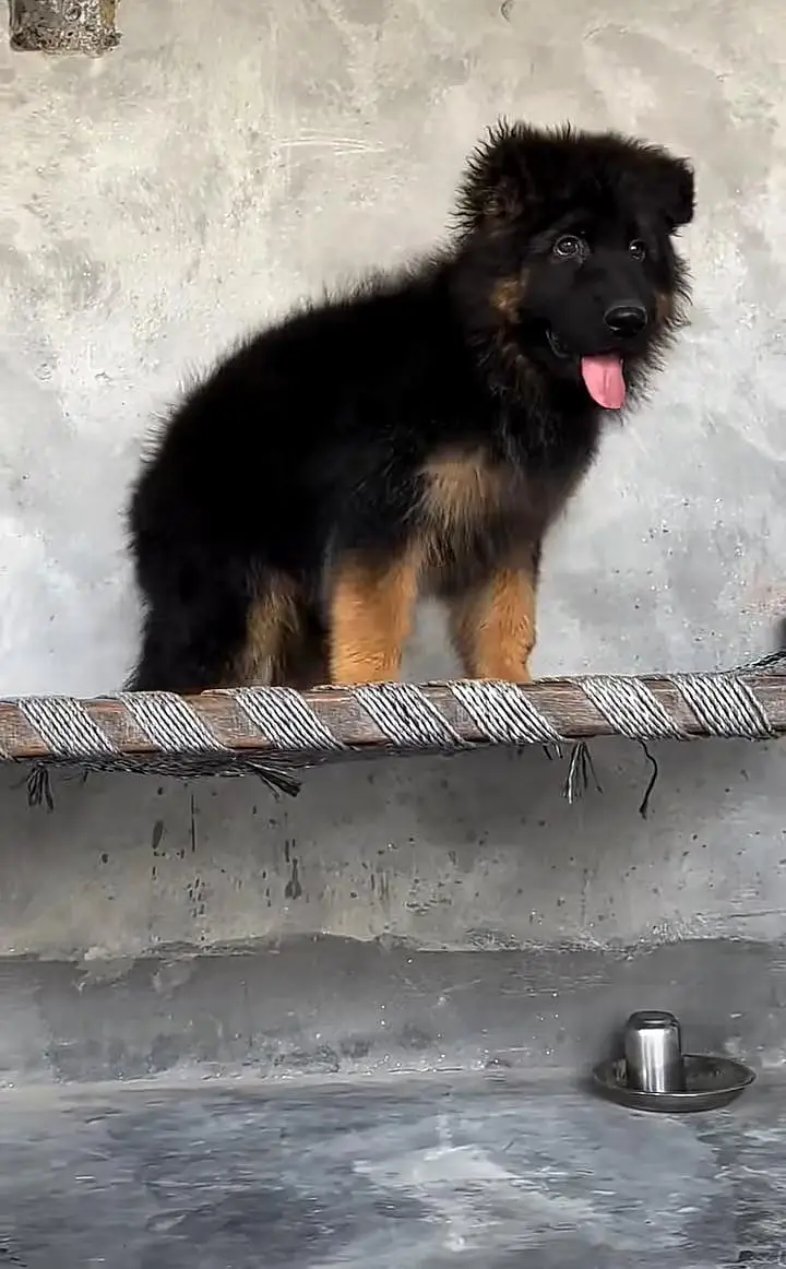 German Shepherd long coat puppies for sale my WhatsApp 03464290927 — photo 2