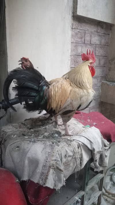 Desi eggs dene wali murgi hye