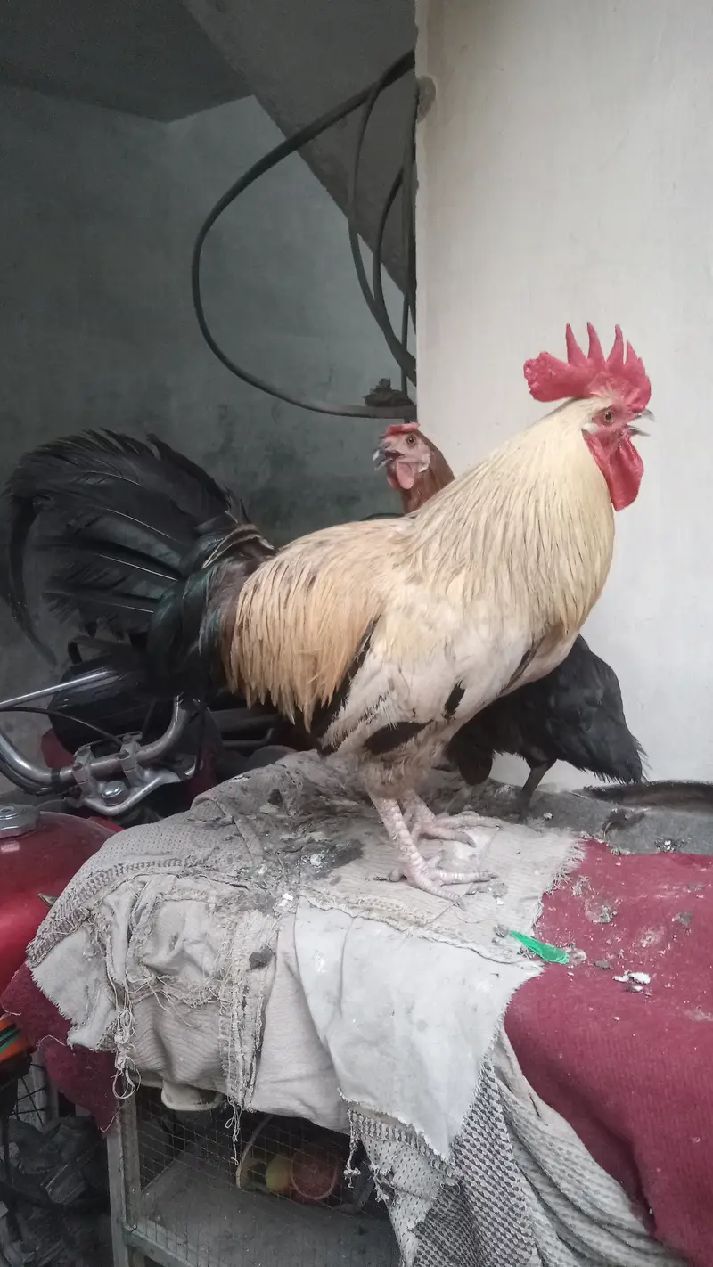 Desi eggs dene wali murgi hye — photo 2