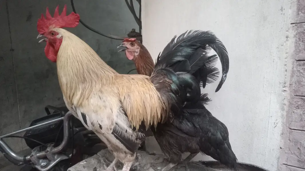 Desi eggs dene wali murgi hye — photo 3