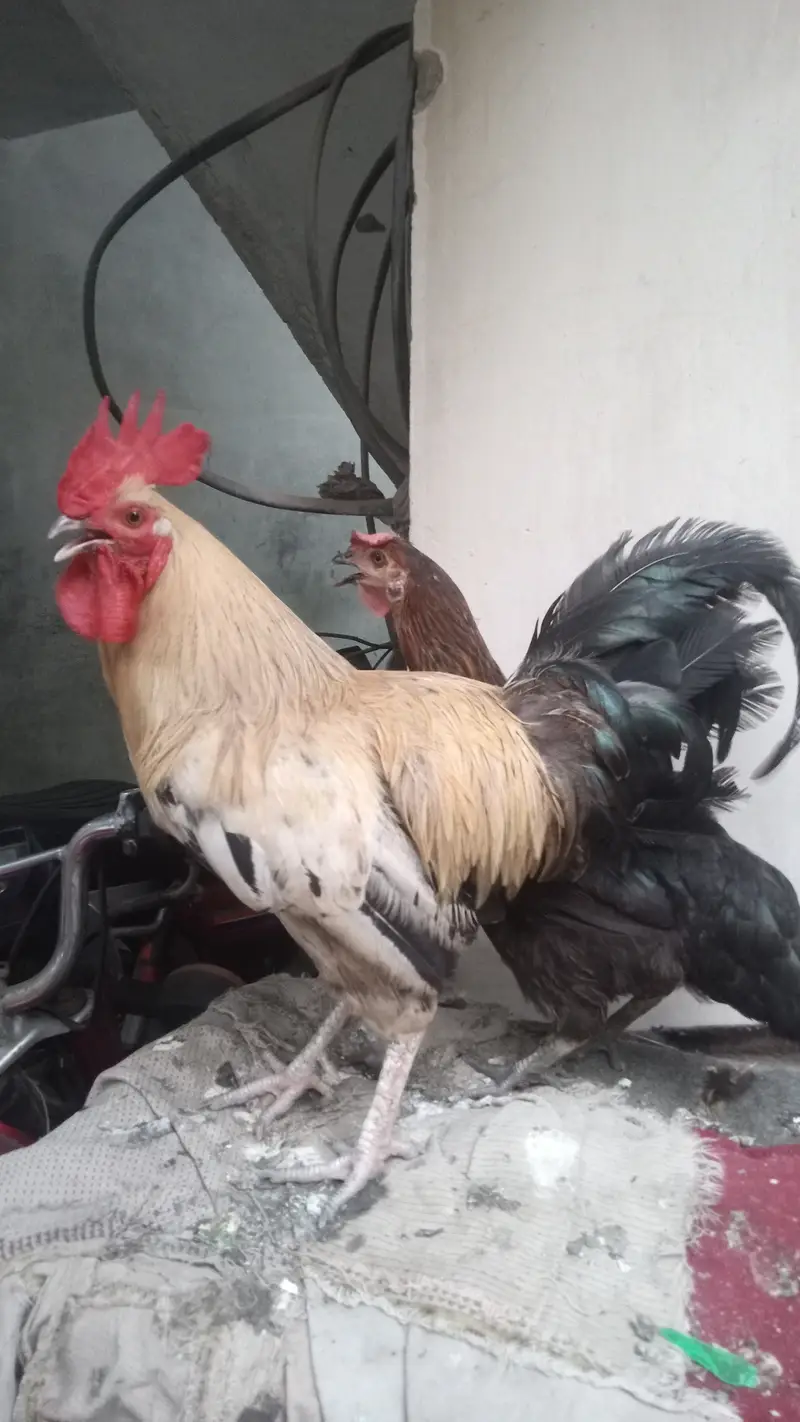 Desi eggs dene wali murgi hye — photo 4