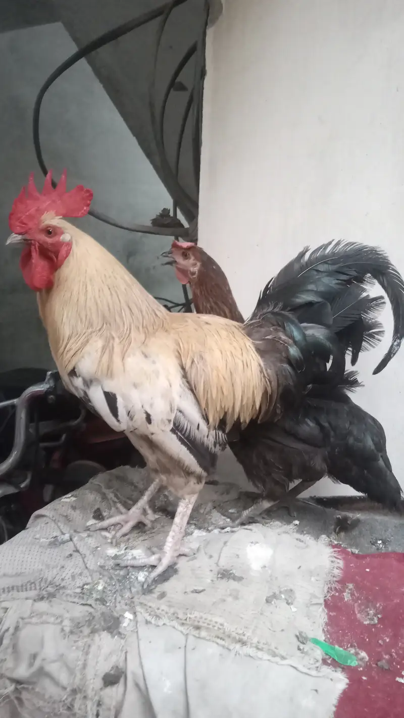Desi eggs dene wali murgi hye — photo 5