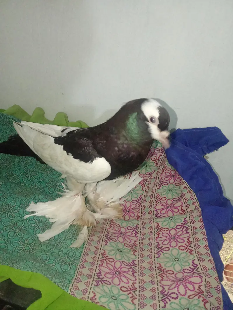 for sale gubara Wala kabutar — photo 2