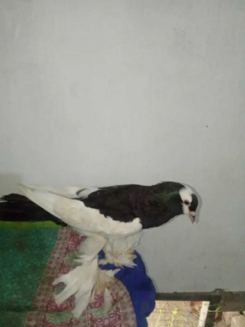 for sale gubara Wala kabutar — photo 3