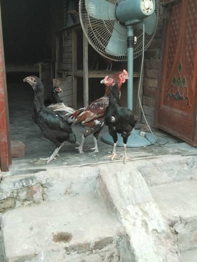 3x hens, 1x rooster & 2x cages for sale in affordable price
