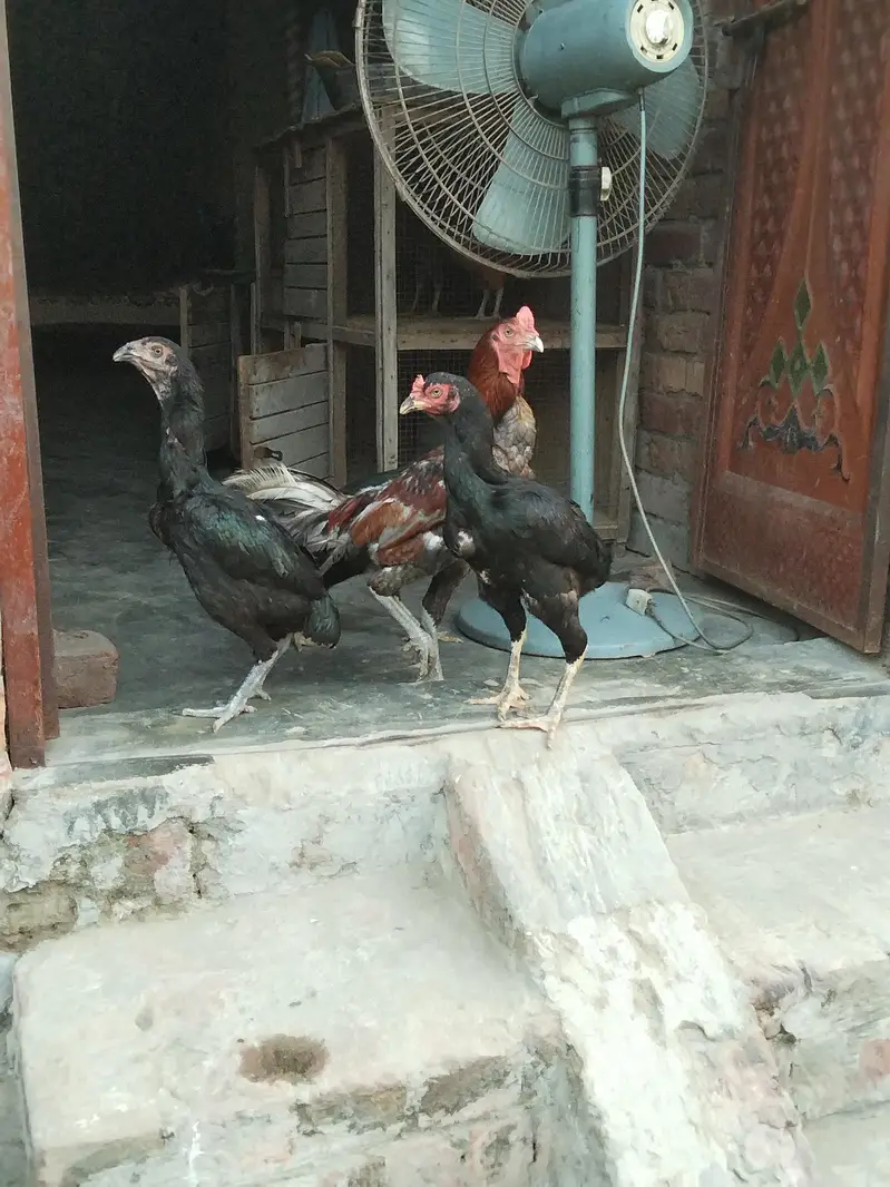 3x hens, 1x rooster & 2x cages for sale in affordable price — photo 2