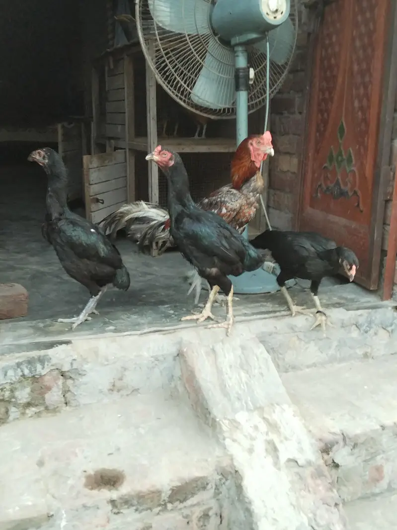 3x hens, 1x rooster & 2x cages for sale in affordable price — photo 3