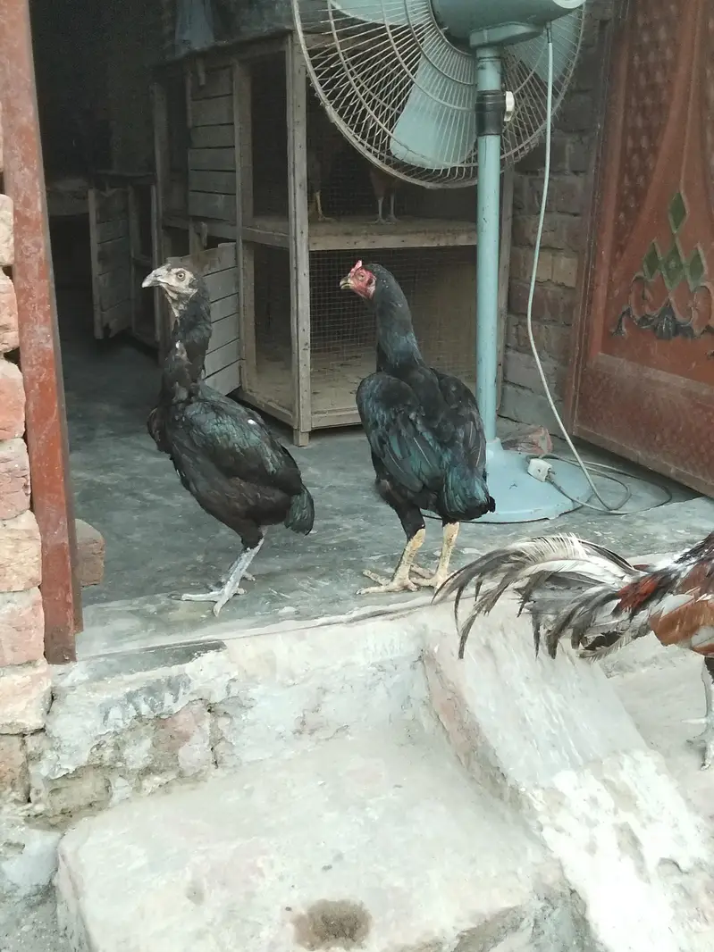 3x hens, 1x rooster & 2x cages for sale in affordable price — photo 4