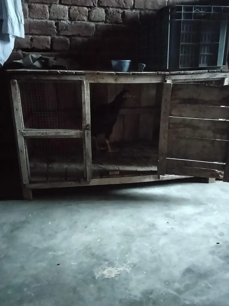3x hens, 1x rooster & 2x cages for sale in affordable price — photo 5