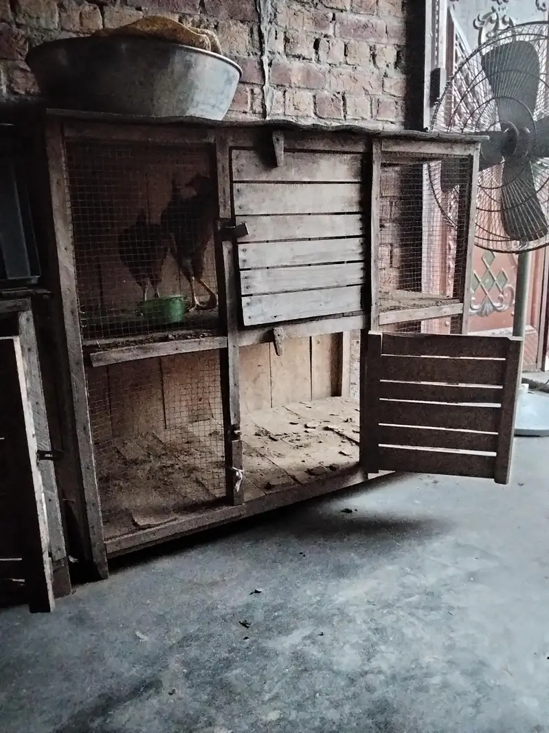 3x hens, 1x rooster & 2x cages for sale in affordable price — photo 6