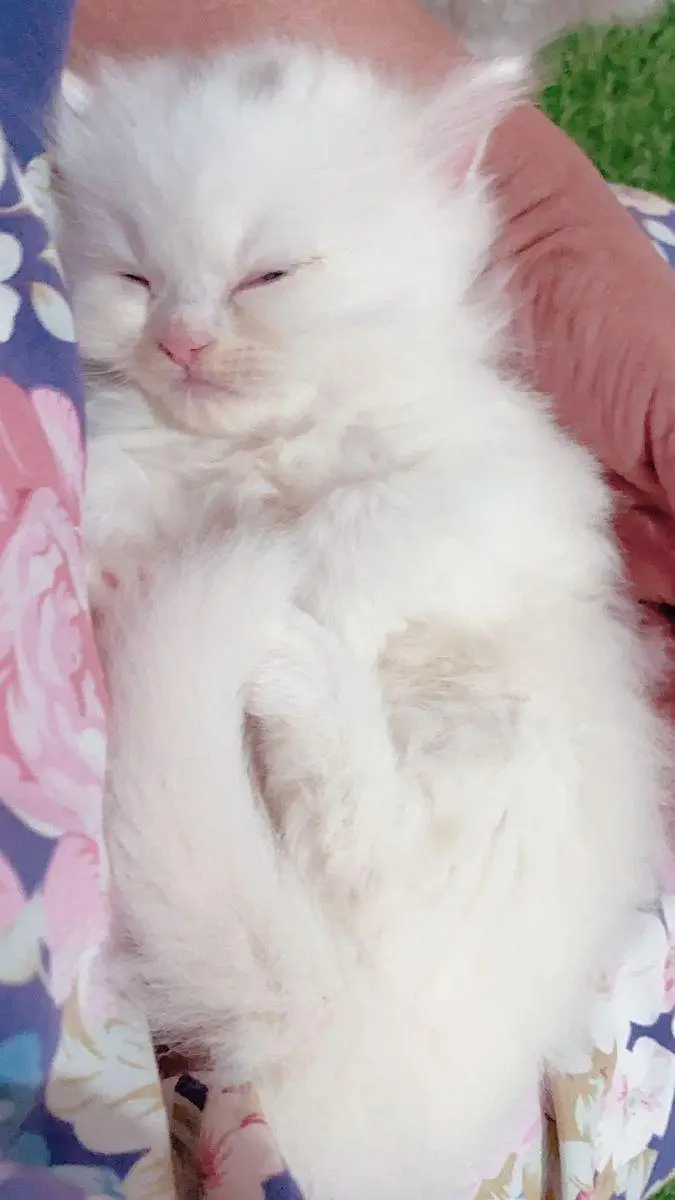 Persian kittens — photo 3