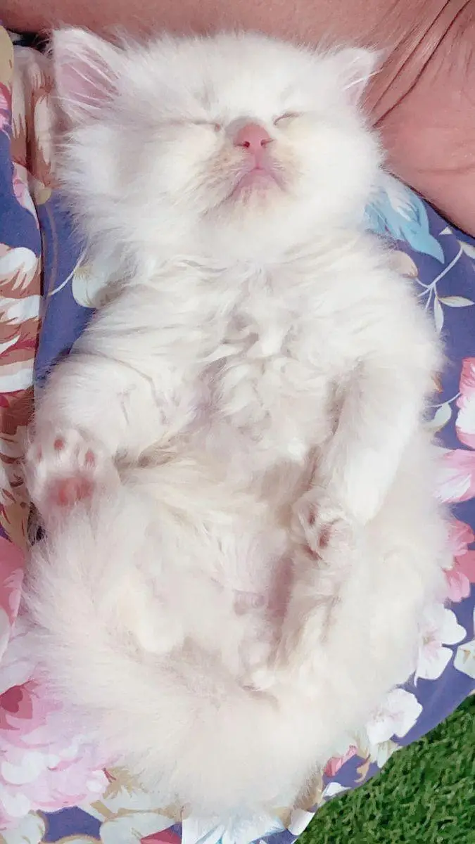 Persian kittens — photo 4