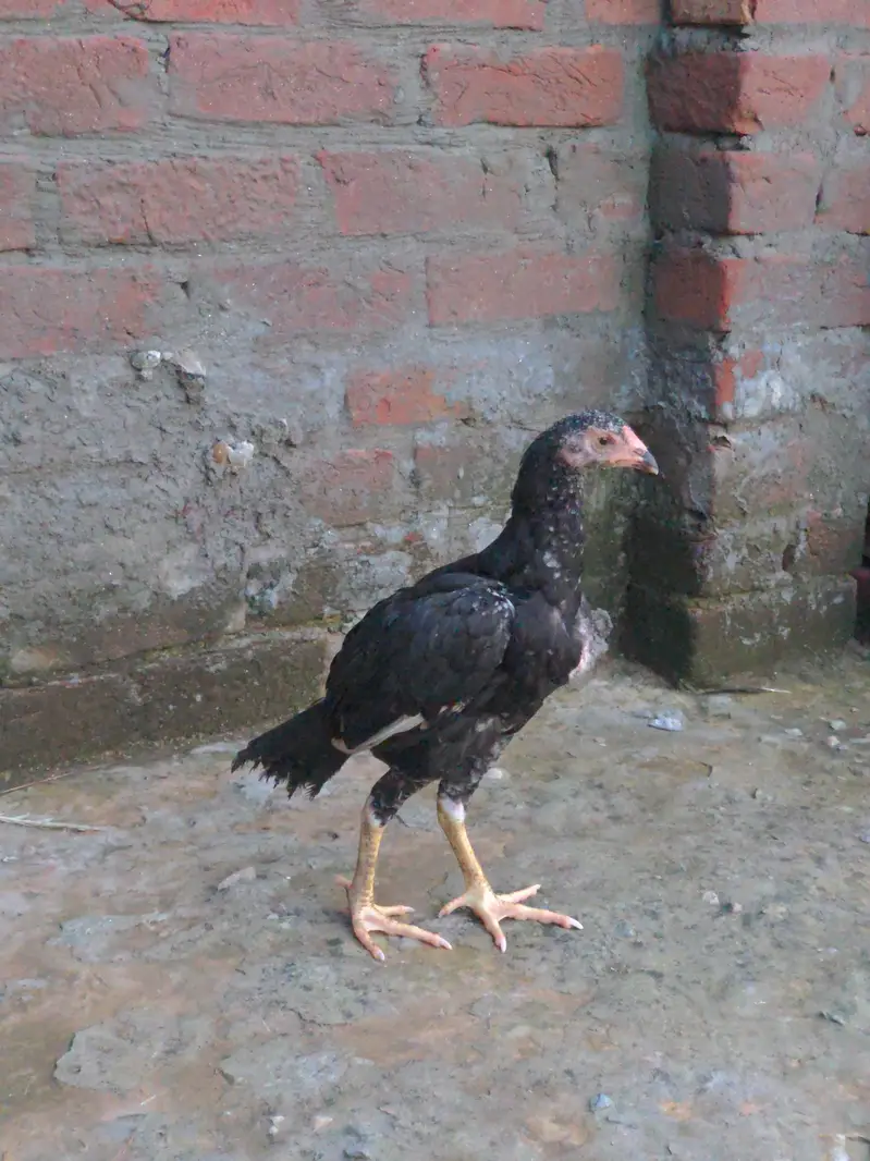 mainwali and waliti crosss — photo 2