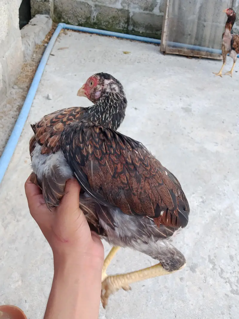 aseel madia for sale — photo 9