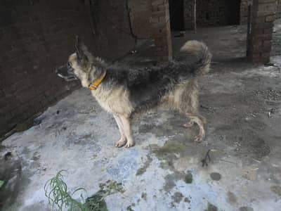 belgian shepherd