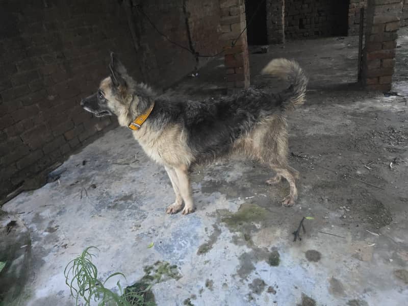 belgian shepherd 0