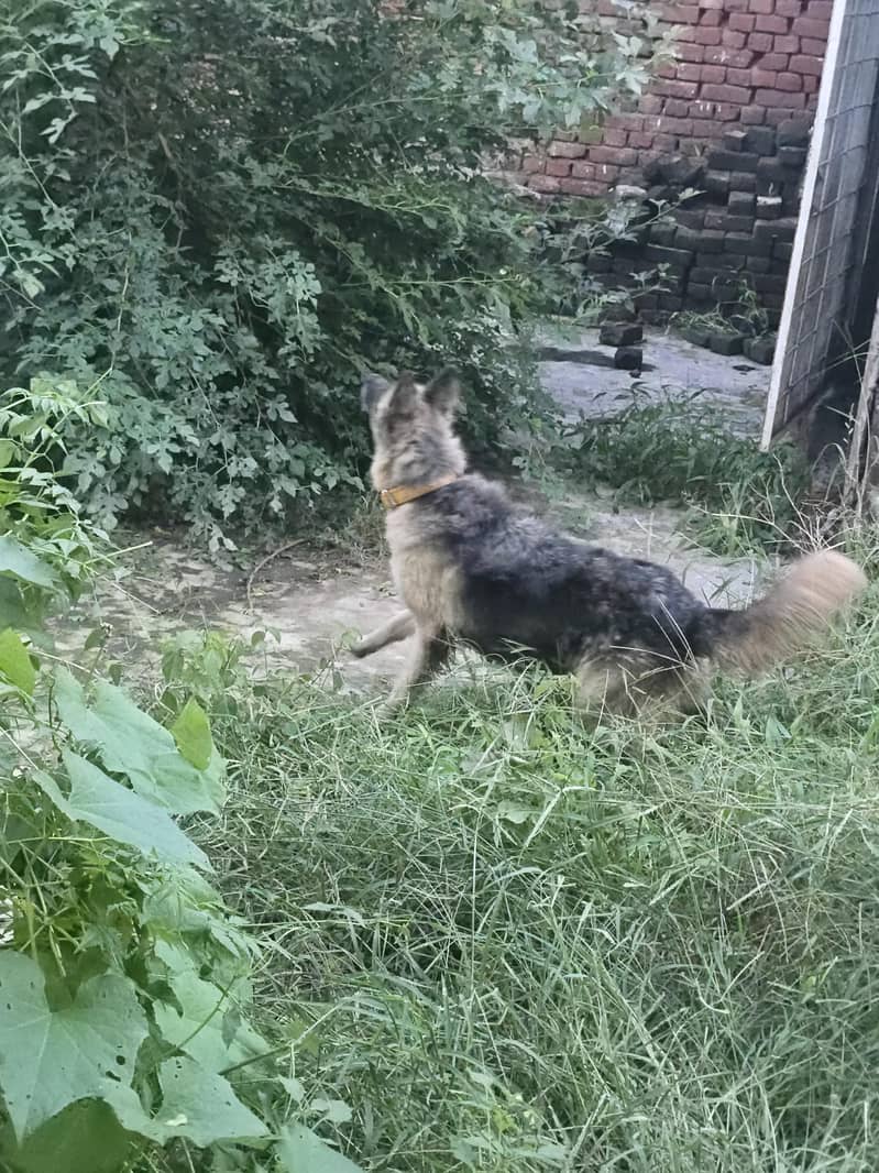 belgian shepherd 1