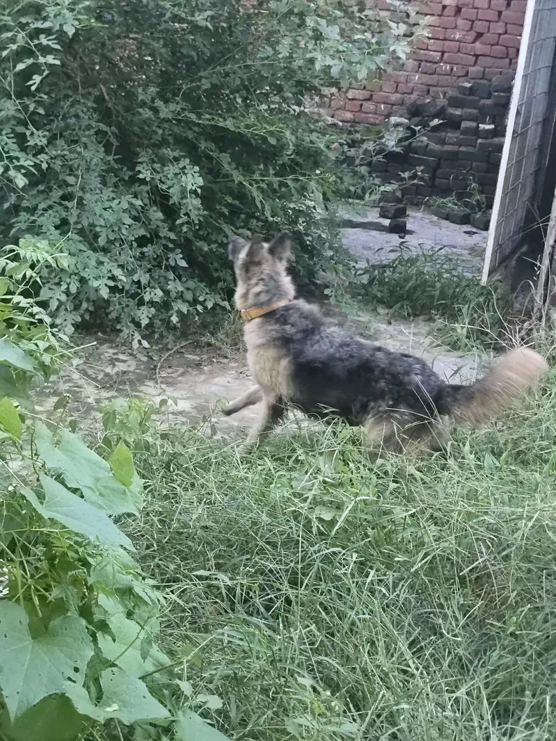 belgian shepherd — photo 2