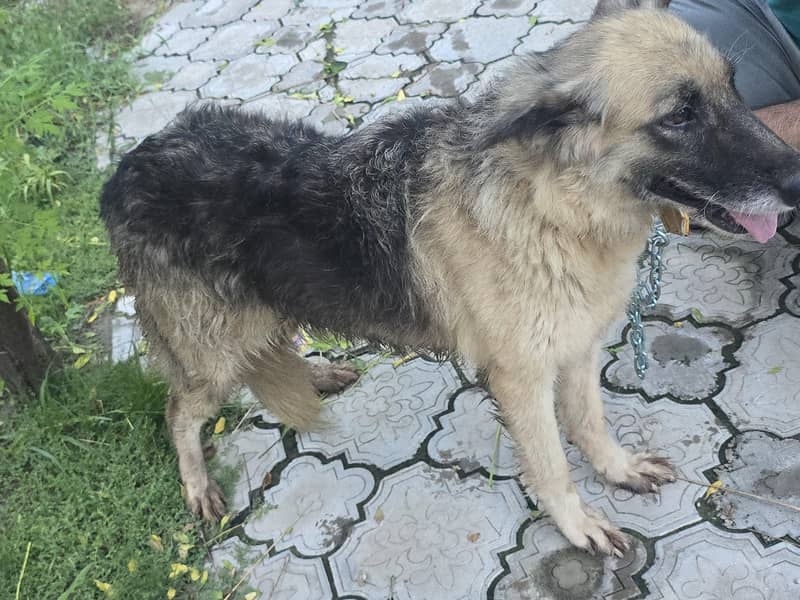 belgian shepherd 2