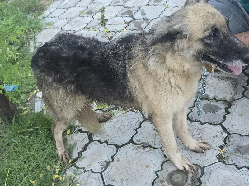 belgian shepherd — photo 3