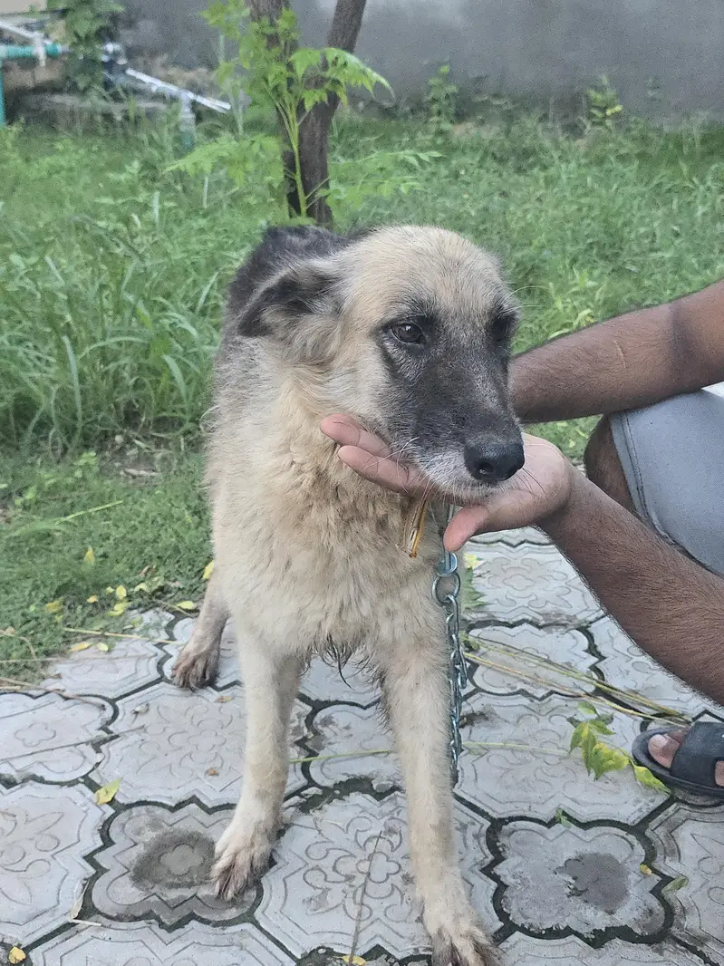 belgian shepherd — photo 4