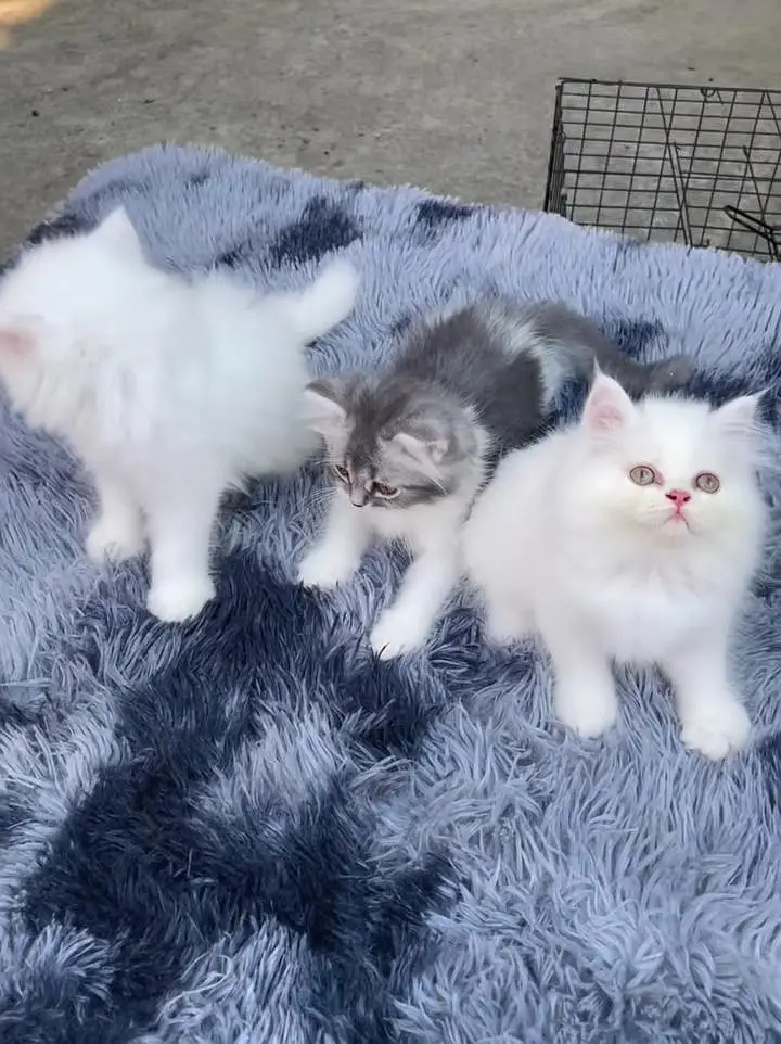 Persian kitten triple cot. for. . sale my WhatsApp03464290927 — photo 2