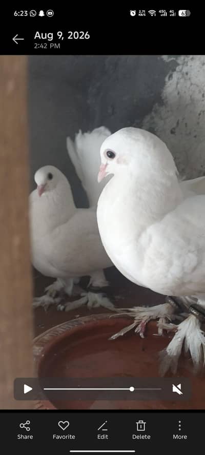 very nice pigeons