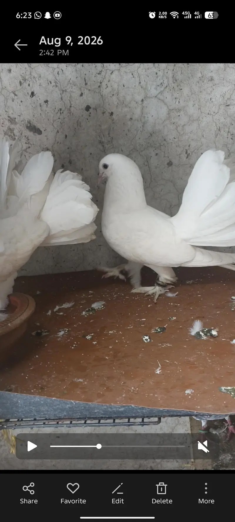 very nice pigeons — photo 2