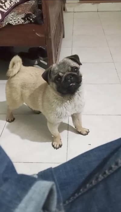 KCP Pedigreed Pug Female
