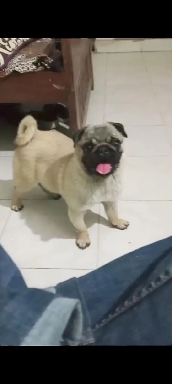 KCP Pedigreed Pug Female — photo 2
