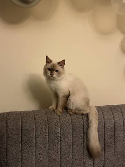 Stunning Blue-Eyed Fluffy Himalayan Male cat | Long Coat | Karachi |