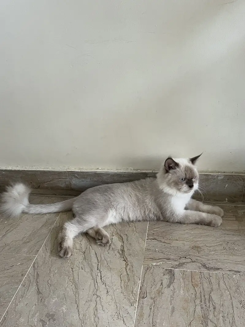 Stunning Blue-Eyed Fluffy Himalayan Male cat | Long Coat | Karachi | — photo 3
