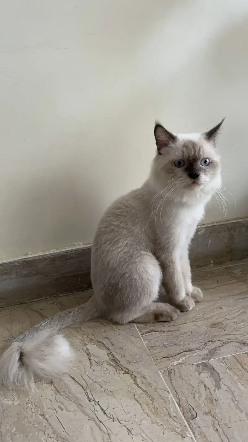 Stunning Blue-Eyed Fluffy Himalayan Male cat | Long Coat | Karachi | — photo 4