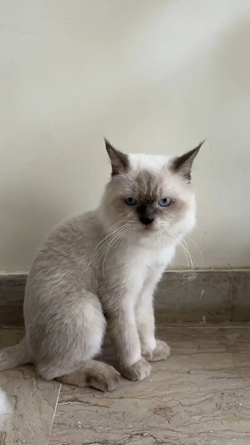 Stunning Blue-Eyed Fluffy Himalayan Male cat | Long Coat | Karachi | — photo 5