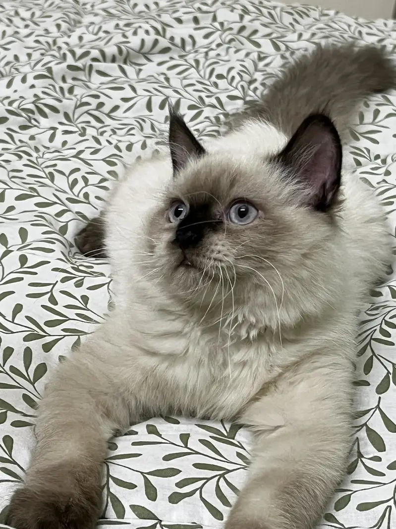 Stunning Blue-Eyed Fluffy Himalayan Male cat | Long Coat | Karachi | — photo 6