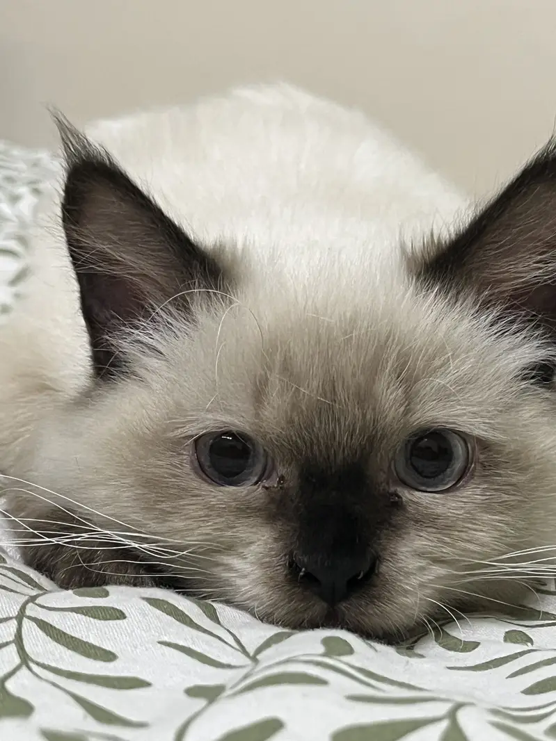 Stunning Blue-Eyed Fluffy Himalayan Male cat | Long Coat | Karachi | — photo 7