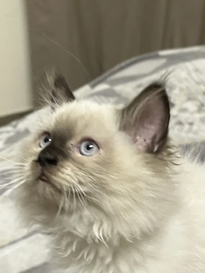 Stunning Blue-Eyed Fluffy Himalayan Male cat | Long Coat | Karachi | — photo 9