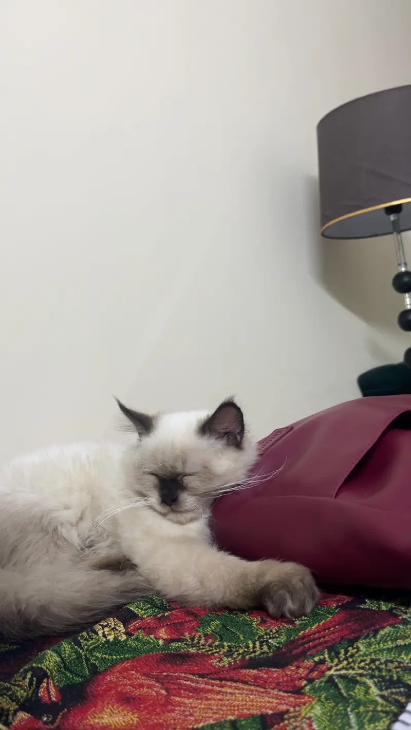 Stunning Blue-Eyed Fluffy Himalayan Male cat | Long Coat | Karachi | — photo 10