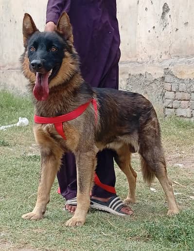 peur bagyari male for sale