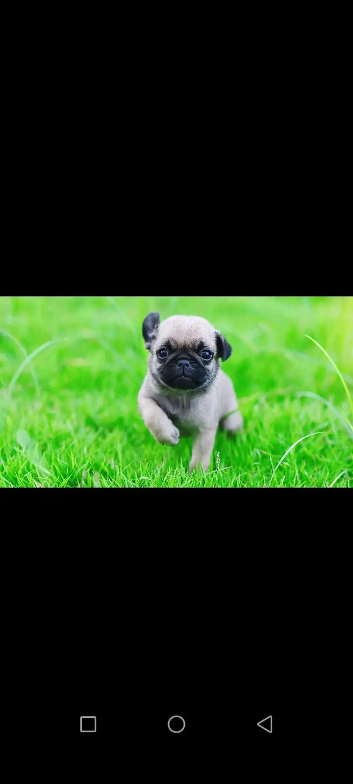 pug puppy for sale