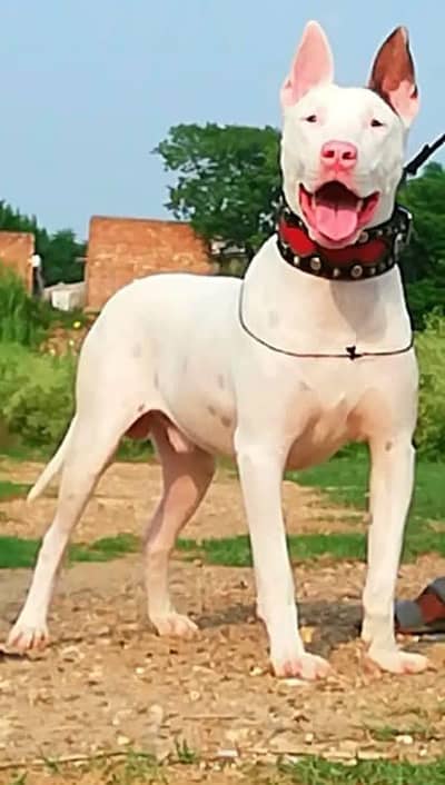 dog seller