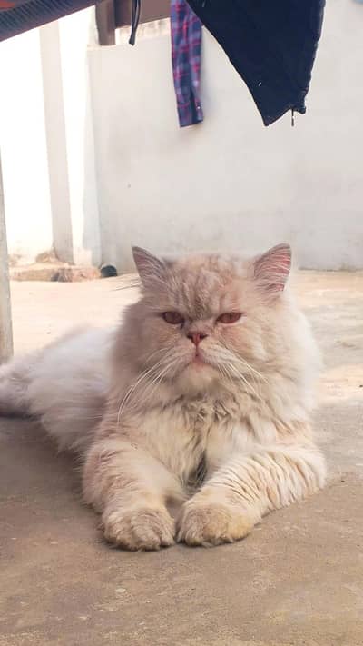 high quality male triple coat punch face