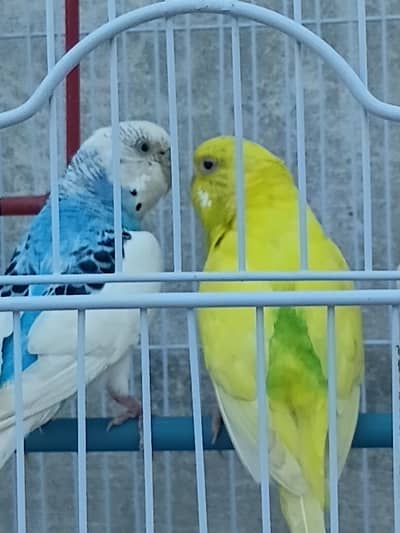 breeder pair bajri