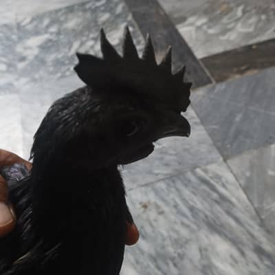 Ayam Cemani